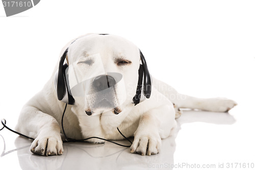 Image of Dog and music 