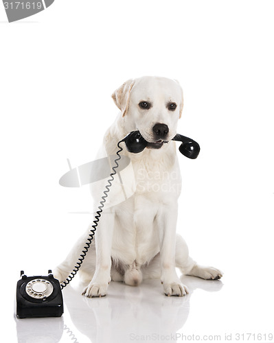 Image of Dog and phone 