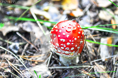 Image of little amanita mushroom