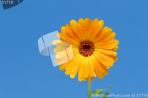 Image of yellow gerber flower against blue