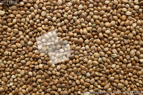 Image of Hemp seeds background