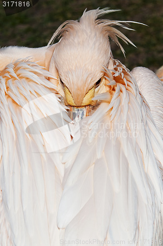 Image of Pelican