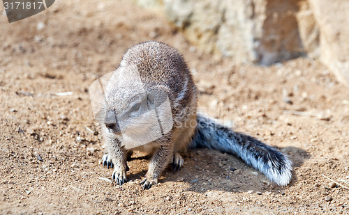 Image of Cape ground squirrel