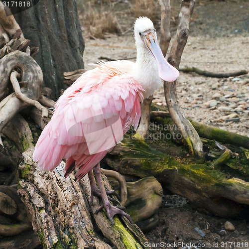 Image of Spoonbill