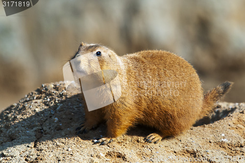 Image of Black-tailed prairie dog