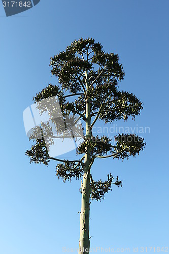 Image of Agave Seedpods