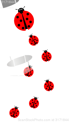 Image of Many Ladybugs