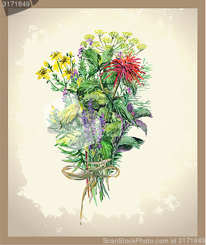 Image of Illustration Spicy and curative herbs. Collection of fresh herbs