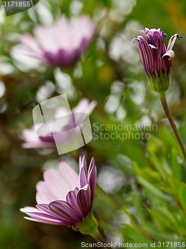 Image of Garden Daisy Flowers