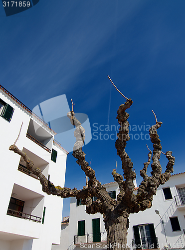 Image of Tree between Houses