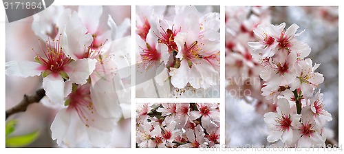 Image of Cherry Blossom Collection