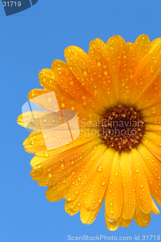 Image of yellow gerber fower on blue