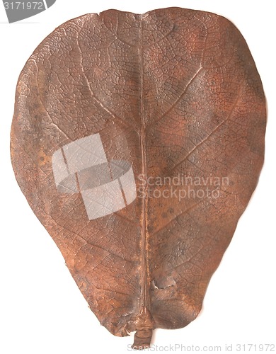 Image of autumn leaf