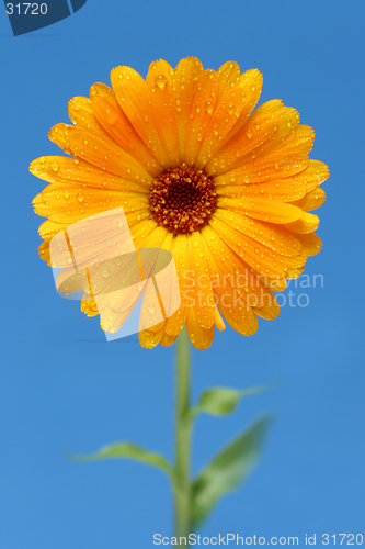 Image of yellow gerber daisy