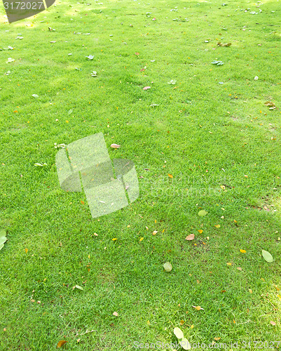 Image of green lawn