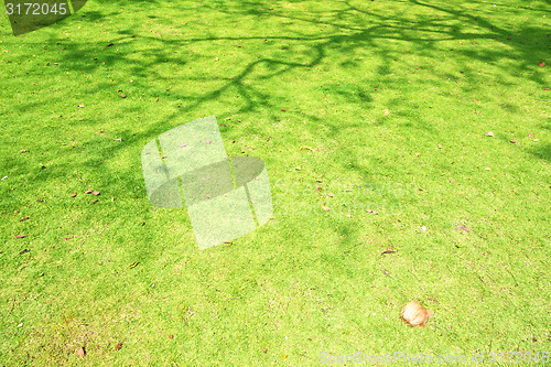 Image of green lawn