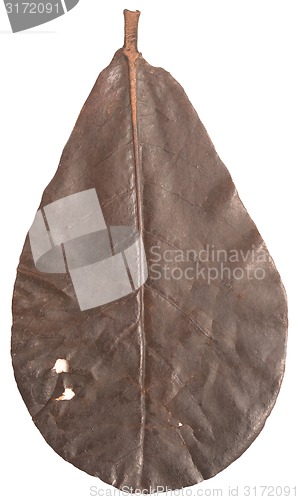 Image of autumn leaf