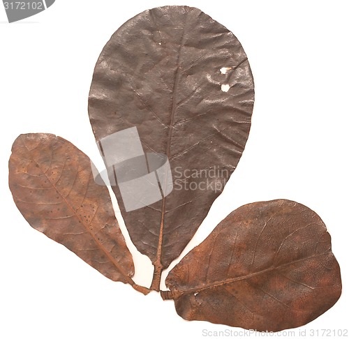 Image of autumn leaves