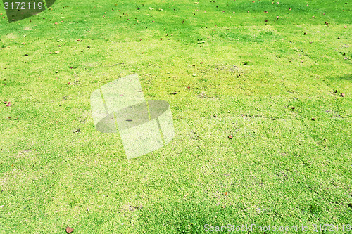Image of green lawn