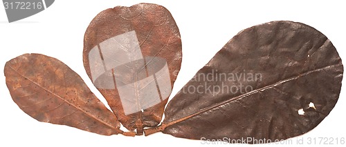 Image of leaves