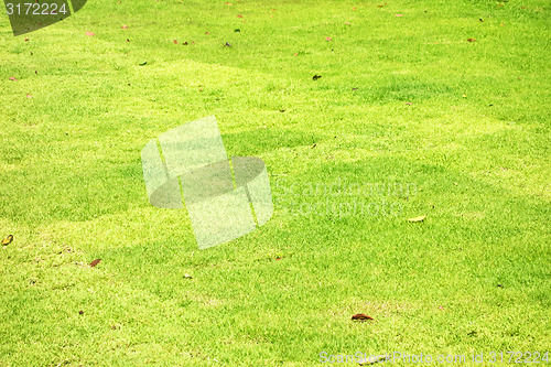 Image of green lawn