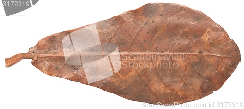 Image of leaf