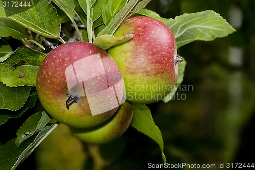 Image of apples