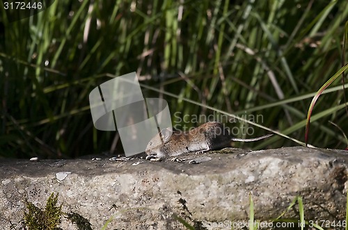 Image of garden mouse