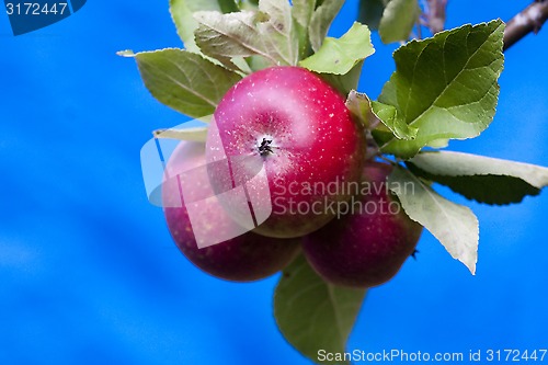 Image of red apples