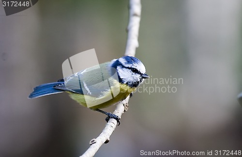 Image of blue tit