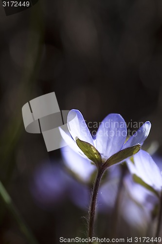 Image of hepatica