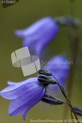 Image of bluebells