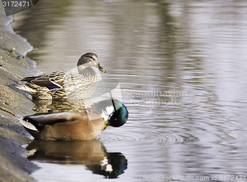 Image of cute mallard