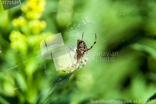 Image of Little spider waiting for dinner