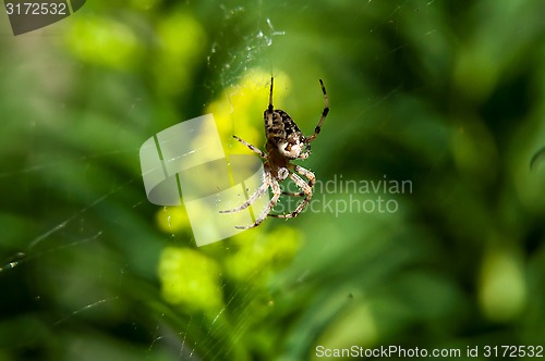 Image of Little spider waiting for dinner