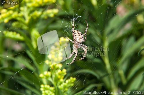 Image of Little spider waiting for dinner