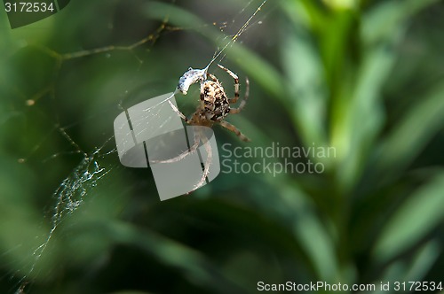 Image of Little spider waiting for dinner