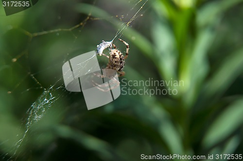 Image of Little spider waiting for dinner