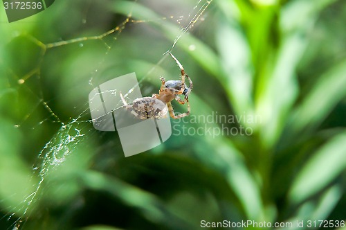 Image of Little spider waiting for dinner