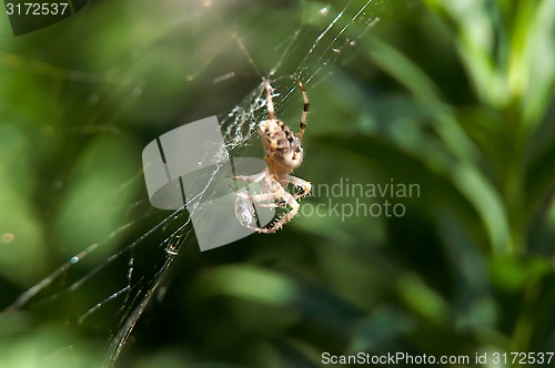 Image of Little spider waiting for dinner