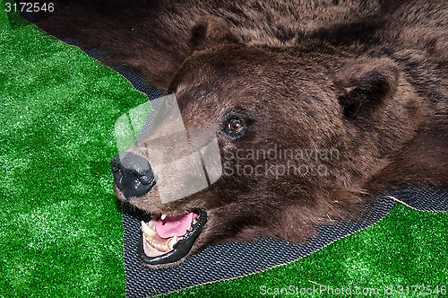 Image of The head of the brown bear