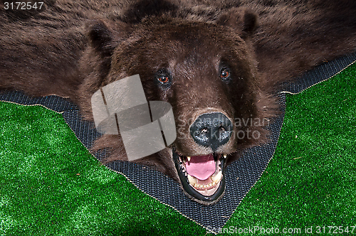 Image of The head of the brown bear