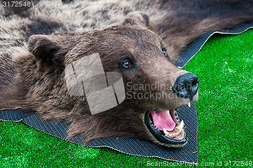 Image of The head of the brown bear