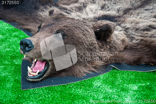 Image of The head of the brown bear