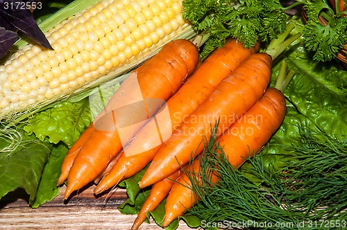Image of Carrots and fresh greenery