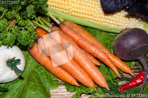 Image of Carrots and fresh greenery