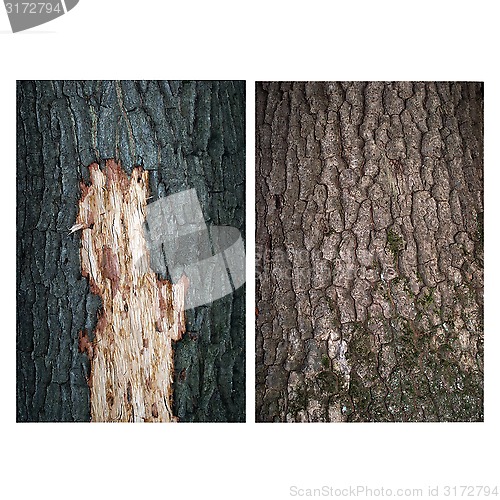 Image of bark with two oaks