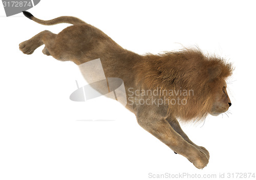 Image of Lion