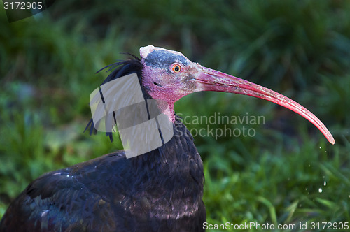 Image of Northern bald ibis