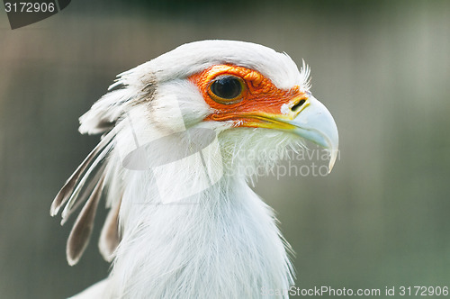 Image of Secretarybird or secretary bird